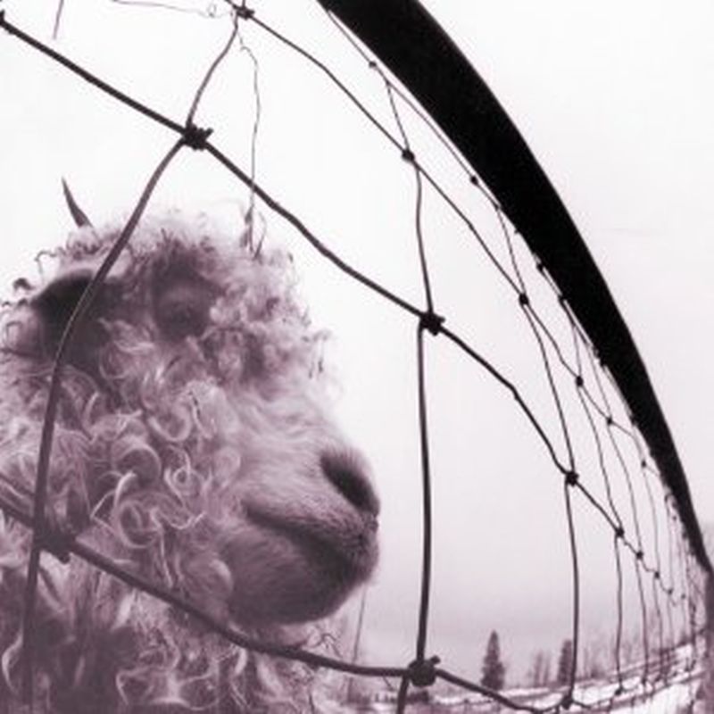 Pearl Jam - Vs. (rm/180g - Vinyl)