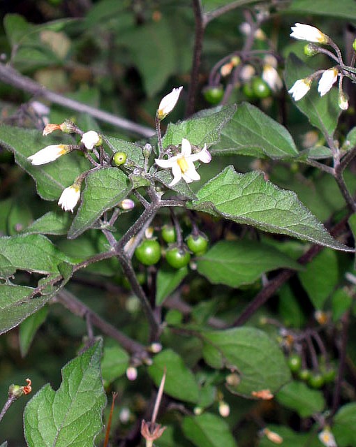 Greenberry 10 Seeds - Solanum opacum - Fruit - Hirt's Gardens