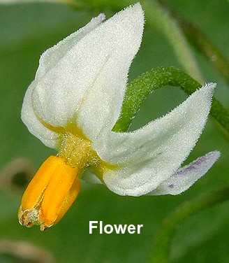 Greenberry 10 Seeds - Solanum opacum - Fruit - Hirt's Gardens