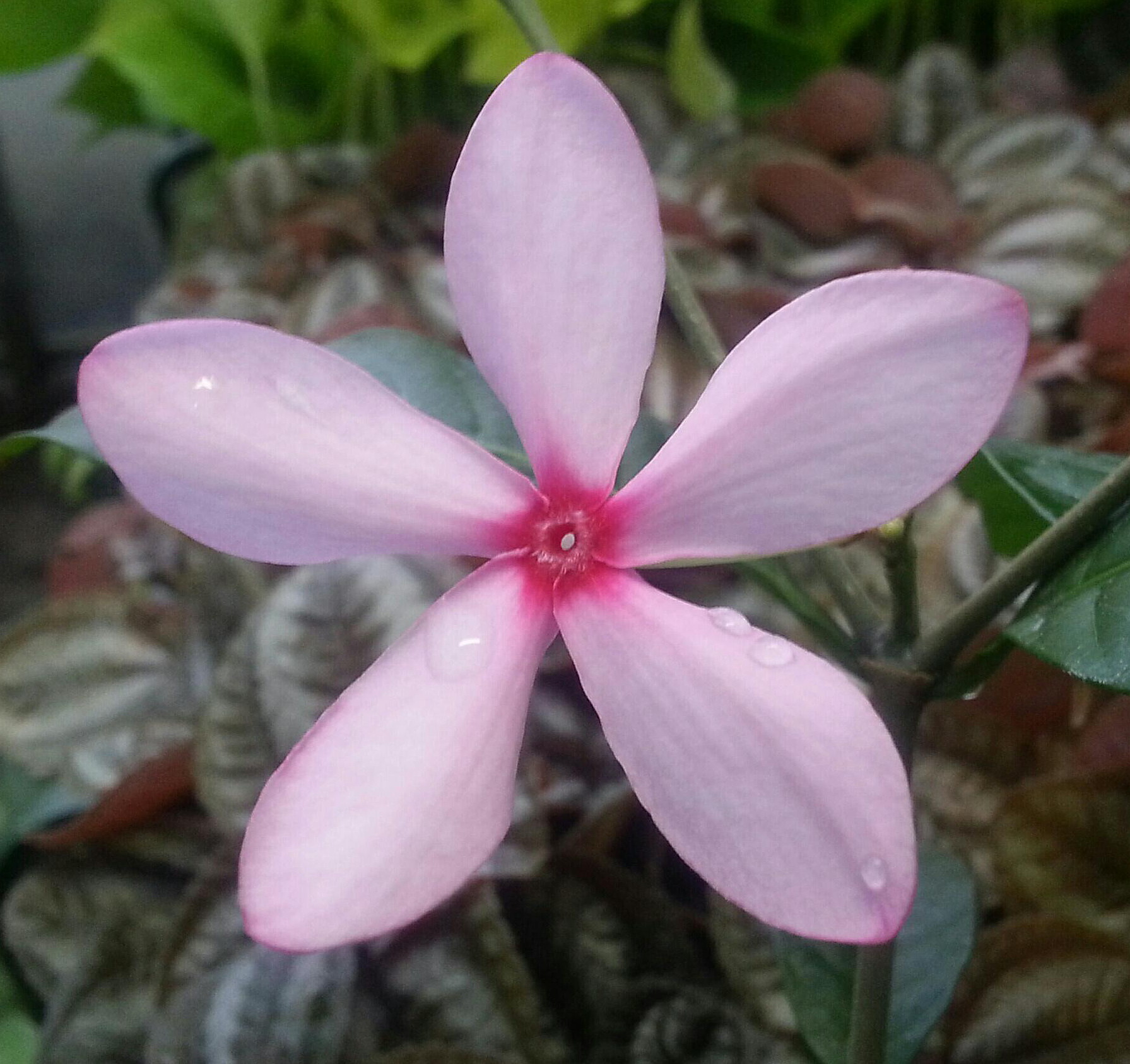 Rare flowering plants collection on eBay!