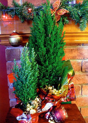 blue european cypress christmas tree chamaecyparis blue european cypress christmas tree chamaecyparis