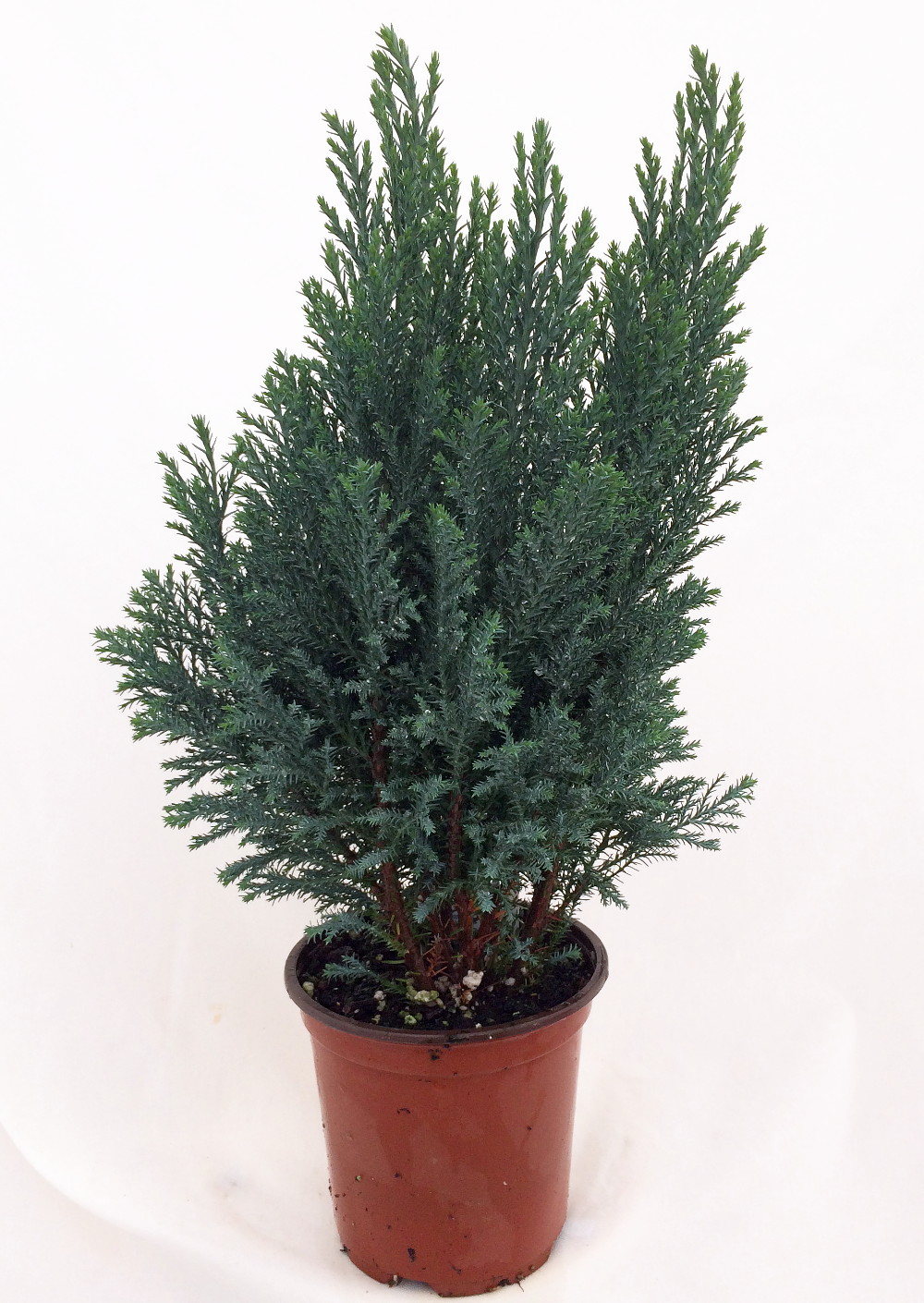blue european cypress christmas tree chamaecyparis blue european cypress christmas tree chamaecyparis