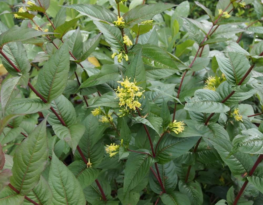 Butterfly Bush Honeysuckle 4" pot Diervilla sessifolia eBay
