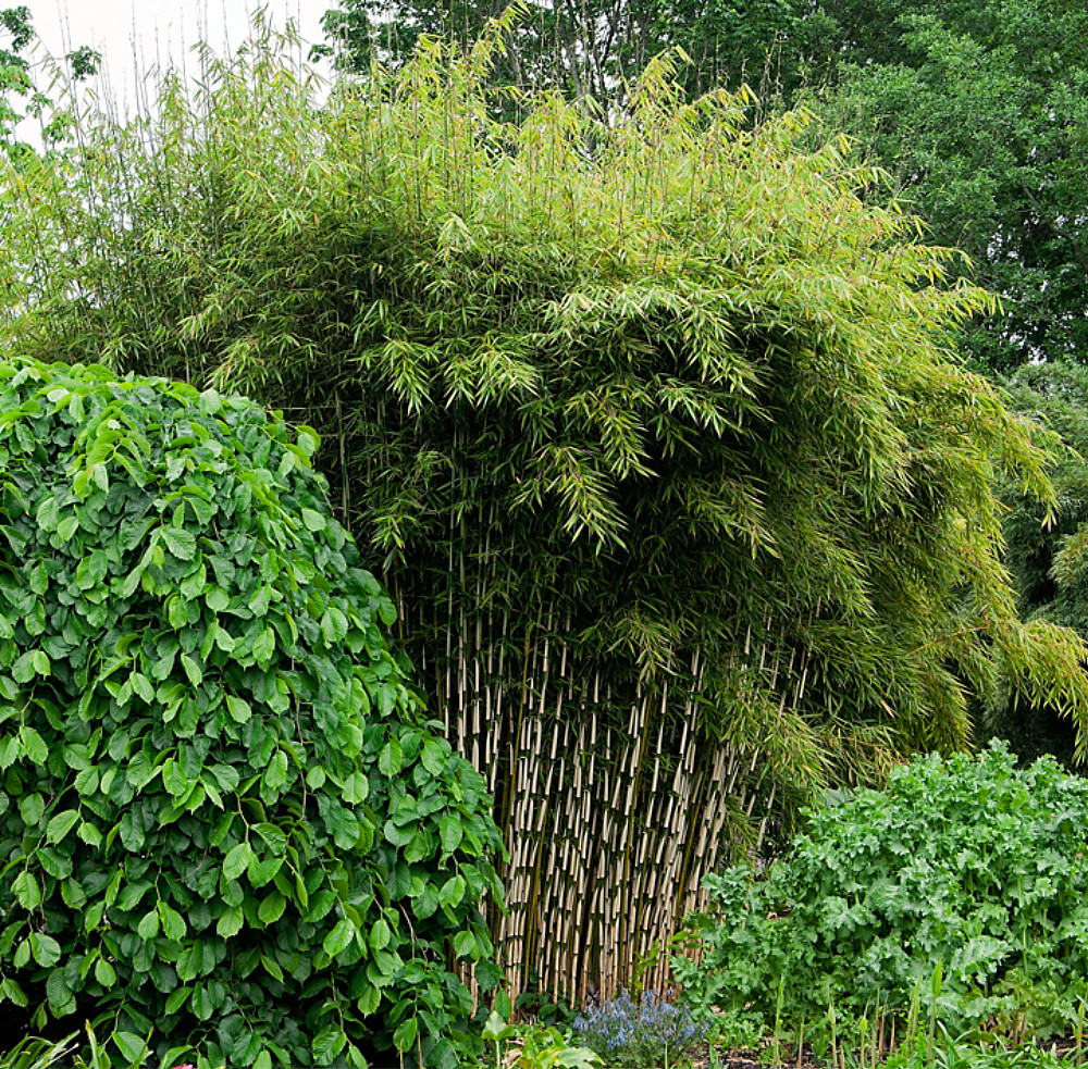 Robusta Bamboo Fargesia Grow Indoors/Out 4" Pot