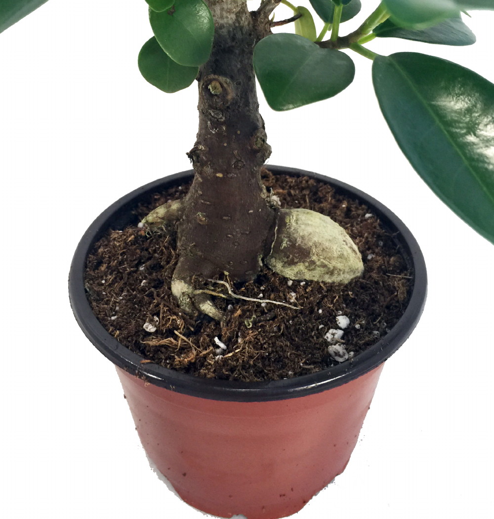 Imported Chinese Ginseng Ficus Bonsai Tree 4" Pot eBay