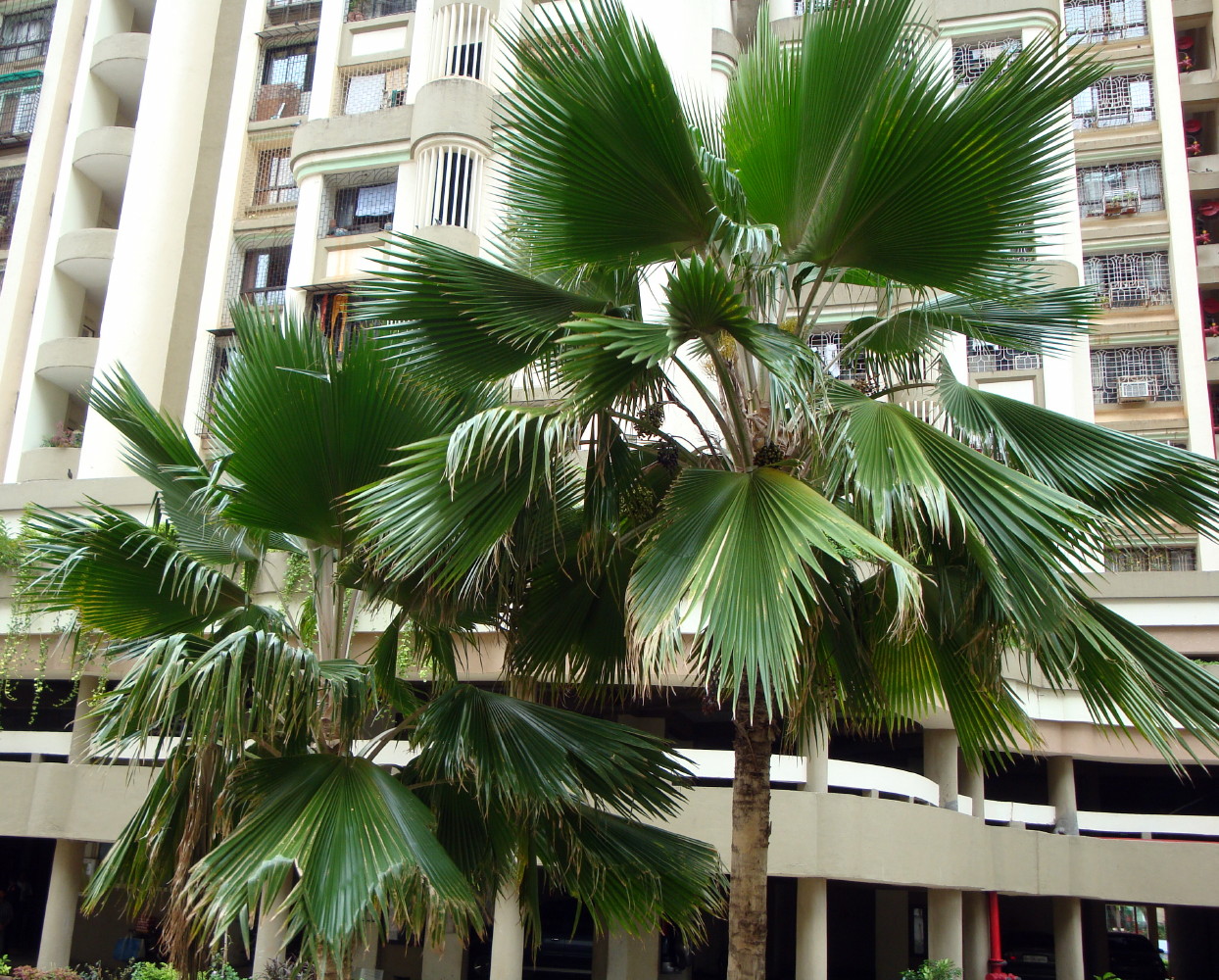 Pritchardia Pacifica 30 x Fiji Fan Palm seeds