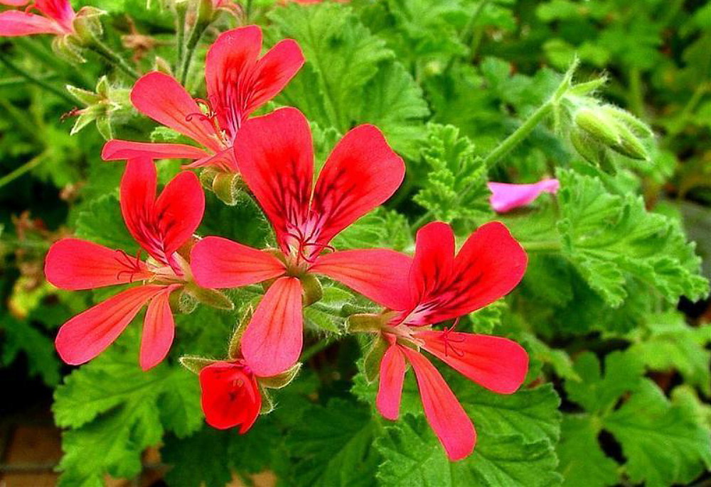 Concolor Lace Scented Leaf Geranium Sweet Nutty Fragrance Inside