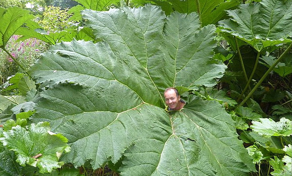 Dinosaur Gunnera World's Largest Perennial! 10+ Foot Leaves 4