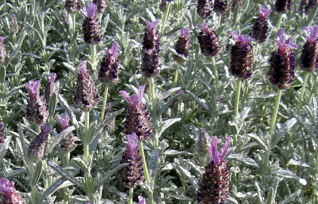 Silver Anouk Spanish Lavender Herb Indoors/Out Very Hardy 4" Pot