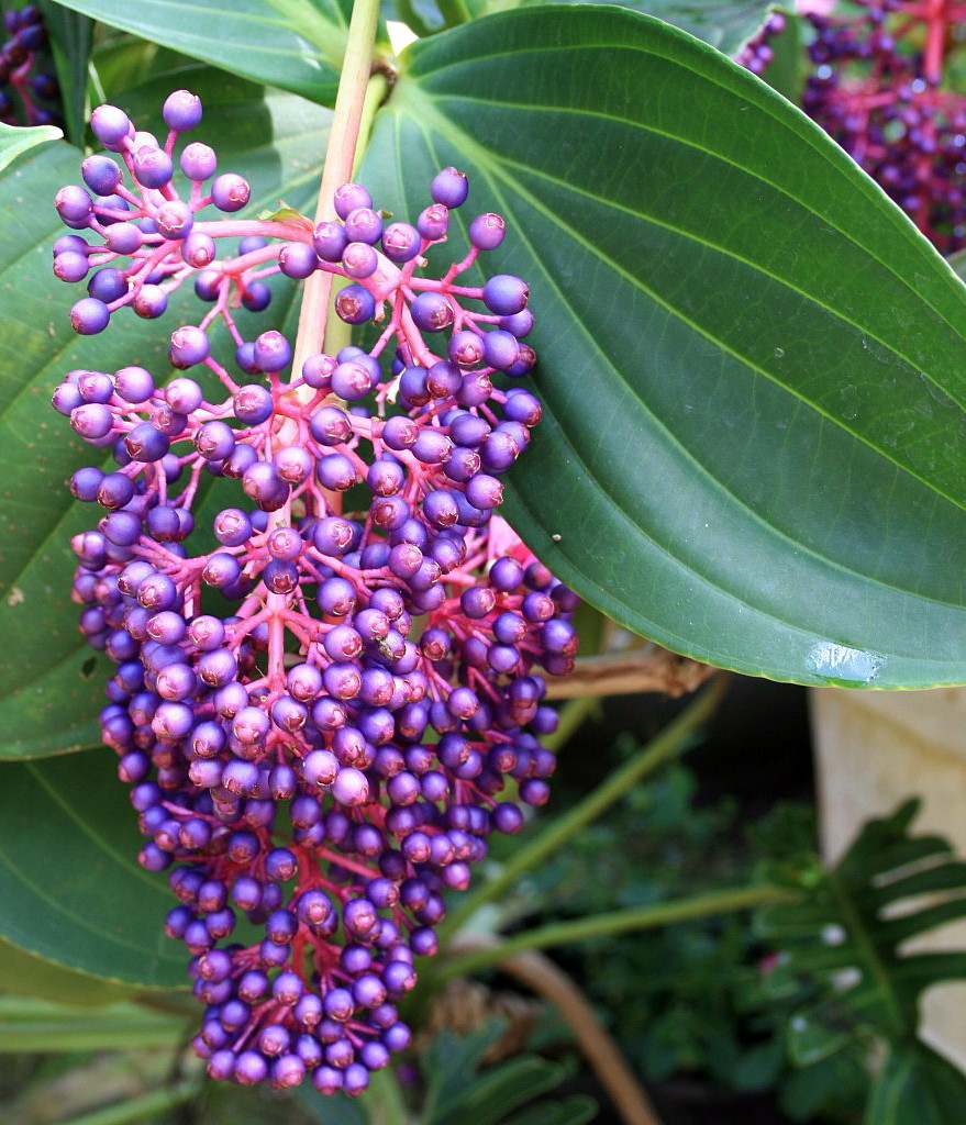 Rare Grape Malaysian Orchid Plant Medinilla myriantha Exotic 4