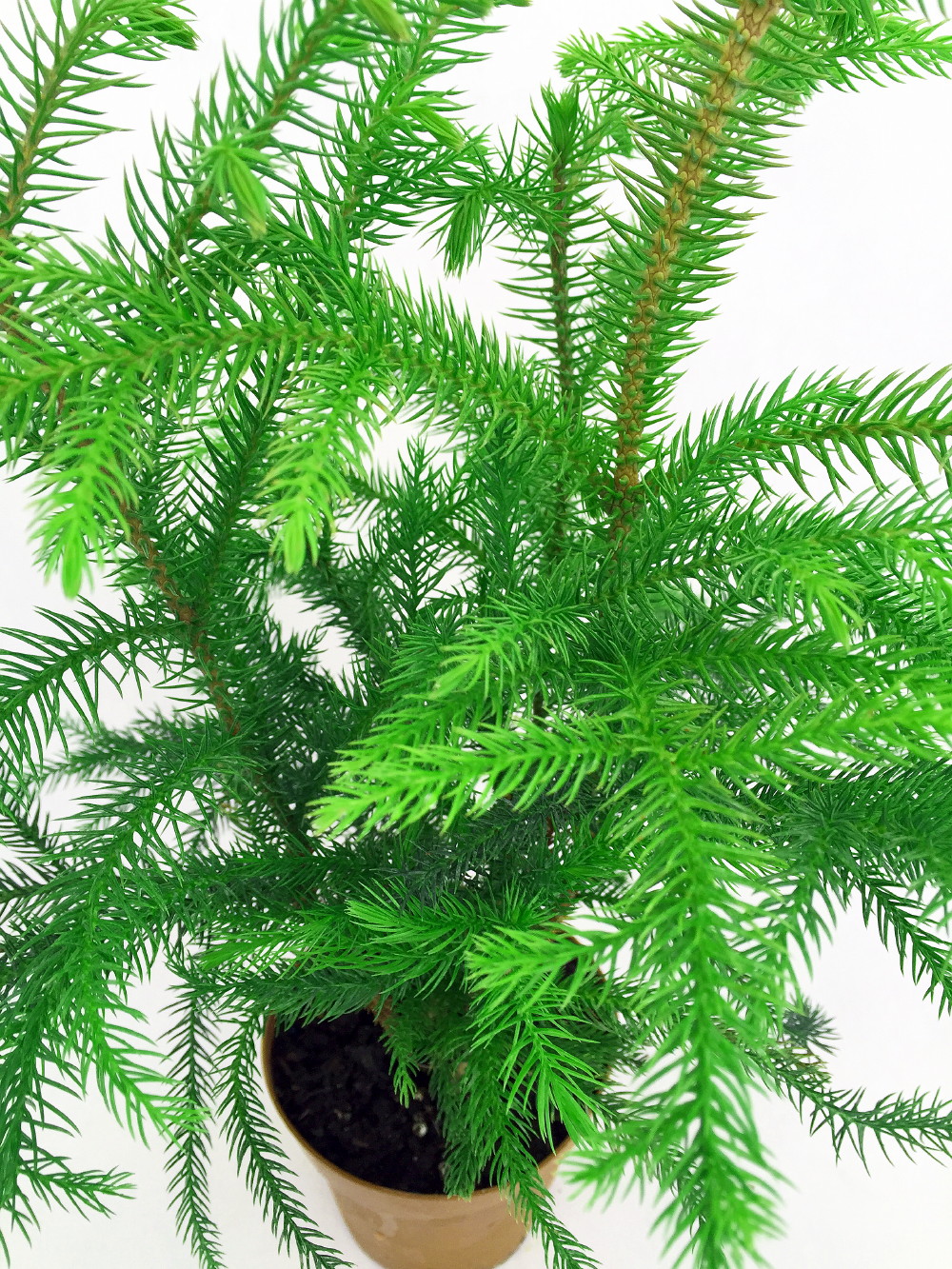 Norfolk Island Pine The Indoor Christmas Tree 4" Pot eBay