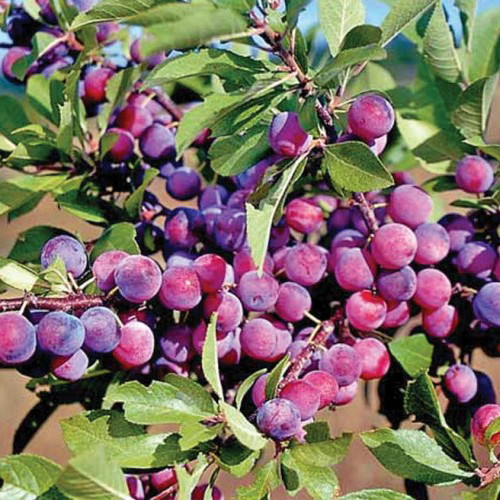 Dunbars Plum Prunus x dunbari 4" Pot eBay