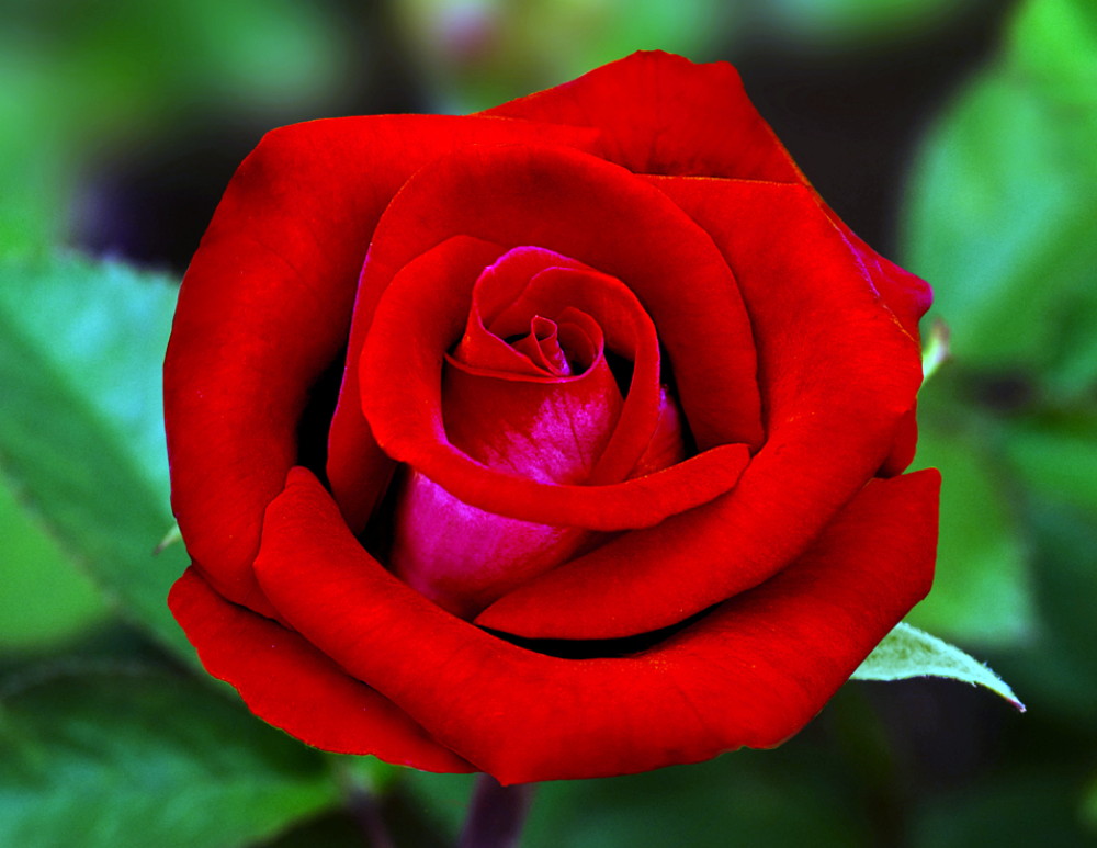 Liberty Bell Rose Perfect Cutting Rose 4" Pot eBay