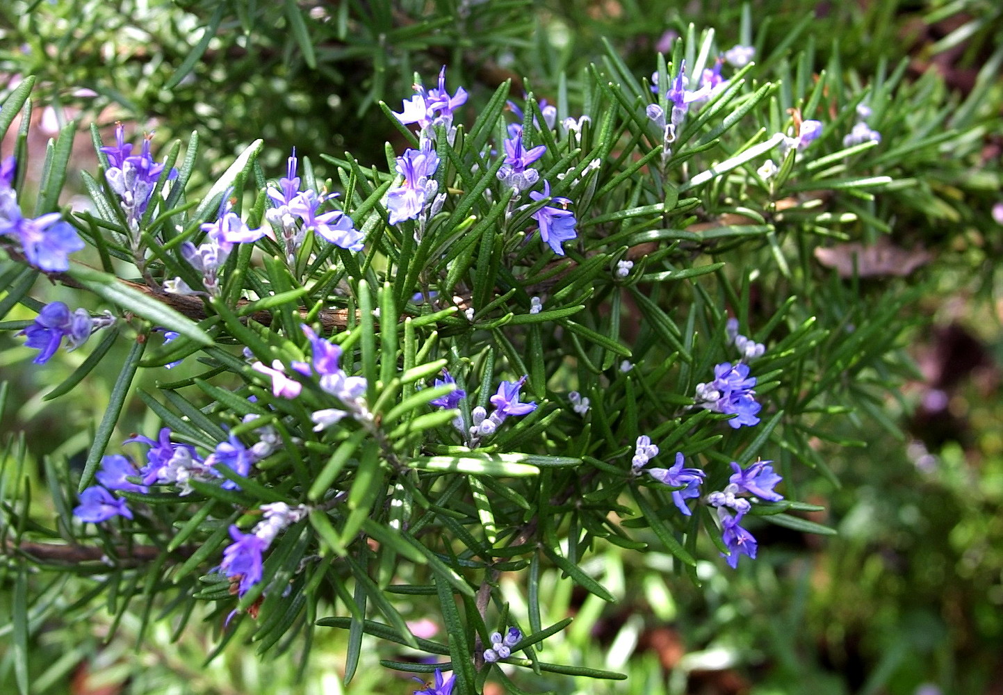 Rosemary Plant 4" pot Great Herb Plant for Indoors or Out eBay