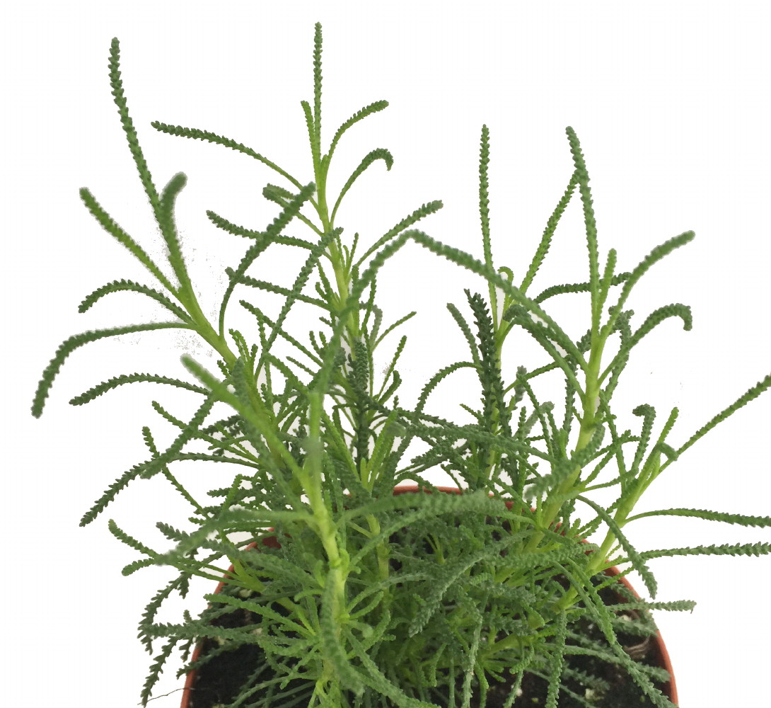 Olive Herb Plant Santolina 4" Pot Olive Scent for Cooking eBay