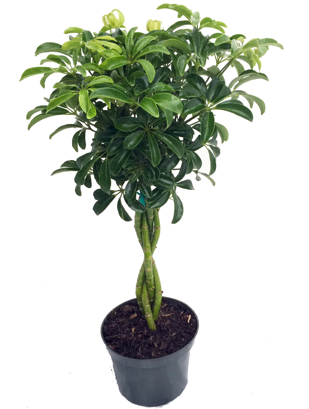 Moondrop Creme Green Hawaiian Schefflera Plant Great Indoors 3 5 Pot Plants Schefflera Planting Bulbs