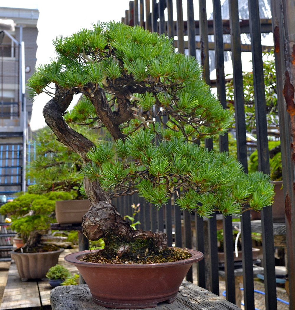 Koyamaki Japanese Umbrella Pine Sciadopitys verticillata Quart Pot eBay