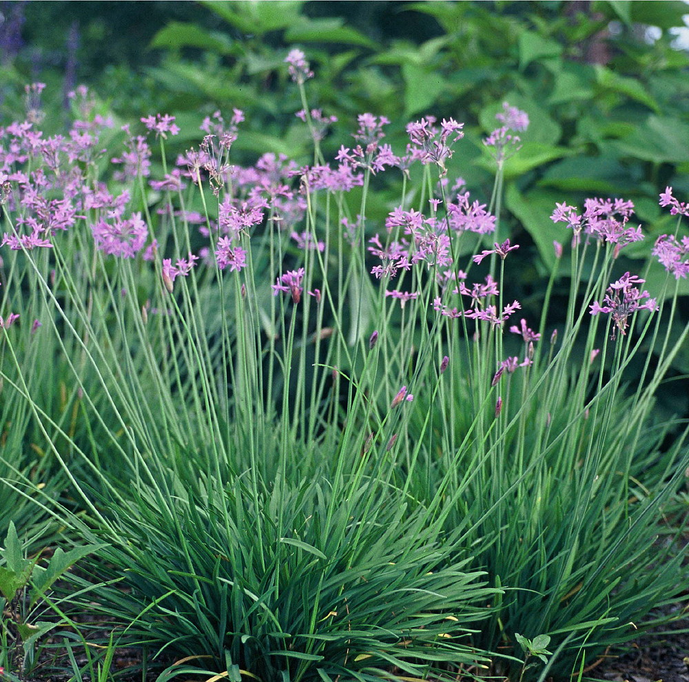 society garlic grow garlic indoors no garlic breath tulbaghia herb 6 quot pot ebay society garlic grow garlic indoors no garlic breath tulbaghia herb 6 quot pot ebay