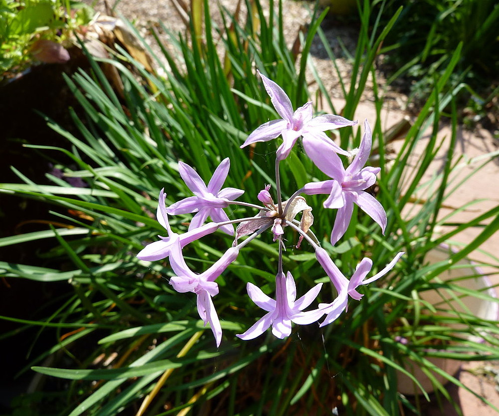 Society Garlic Grow Garlic Indoors/No Garlic Breath Tulbaghia Herb 6" Pot eBay