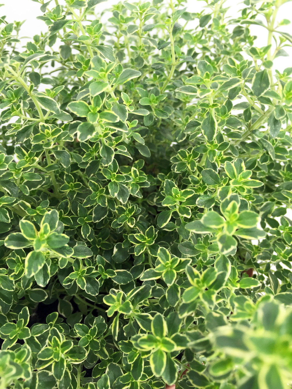 Lemon Thyme Plant Smells/Tastes Like Lemon 6" Pot eBay
