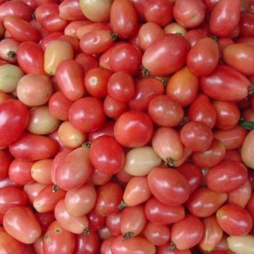 Thai Pink Egg Tomato 15 Seeds Heirloom from Thailand eBay