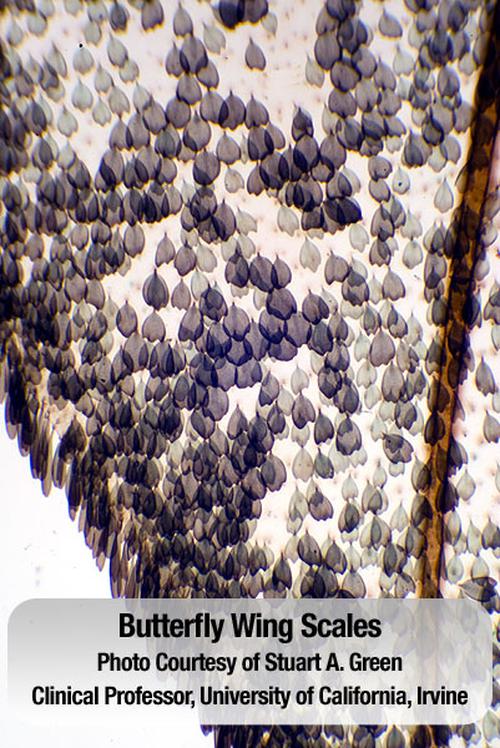 200 Prepared Microscope Slides Anatomy Pathology Botany eBay