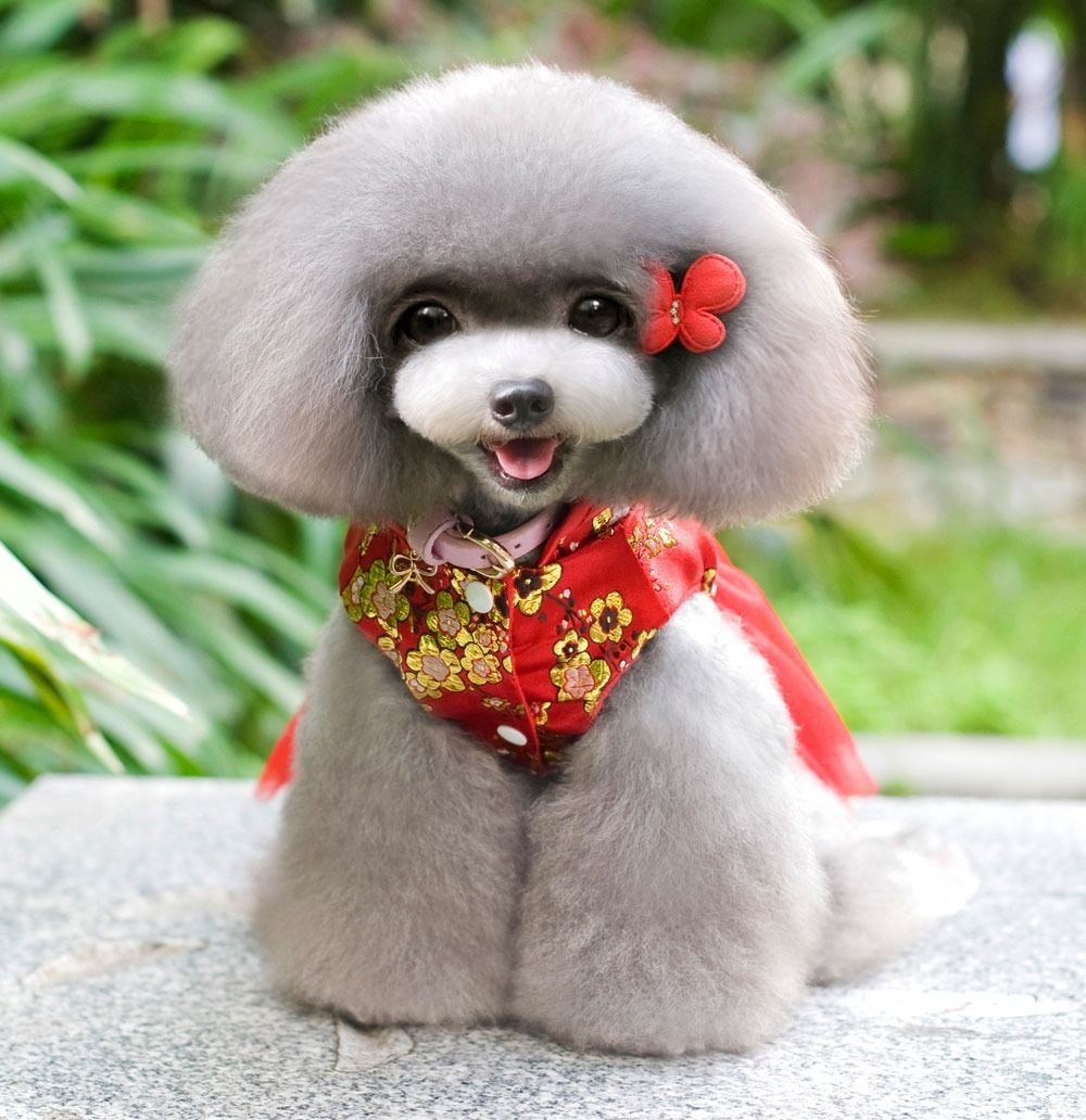 Fleece Chinese Costume Cheongsam Dress Lace Skirt Small girl Dog