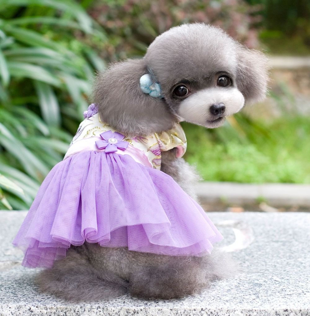 Fleece Chinese Costume Cheongsam Dress Lace Skirt Small girl Dog