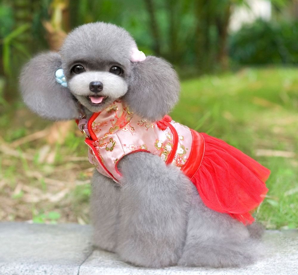 Fleece Chinese Costume Cheongsam Dress Lace Skirt Small girl Dog