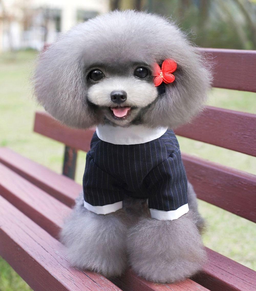 Small Dog Clothes for Girl Boy Dog Costume Swallowtail Suit Wedding