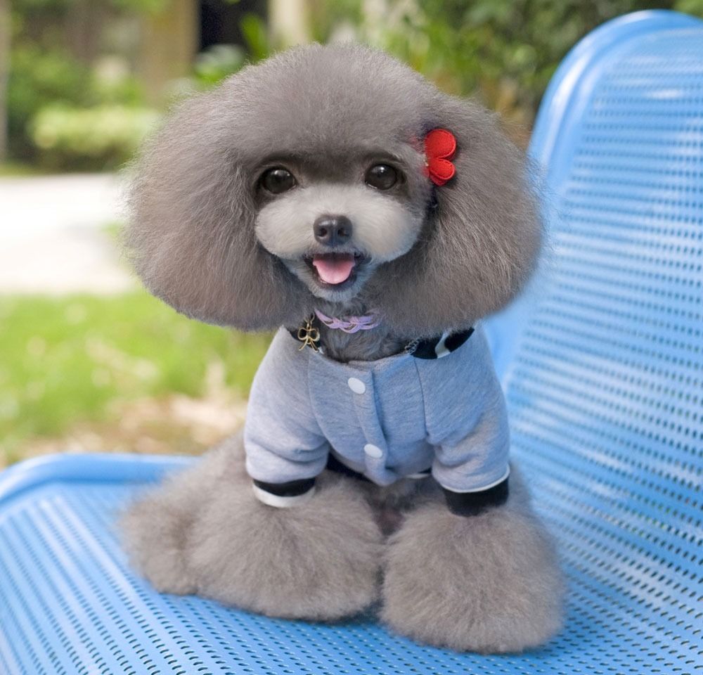 Cotton Striped Hoodie Coat Sweater Jacket Jumper Small Boy Dog Clothes