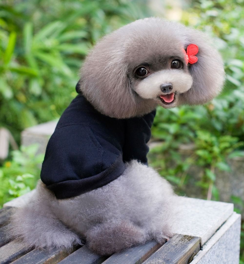 7 color 100 Cotton Coat Sweater Jumper Hoodie Small Boy Girl Dog