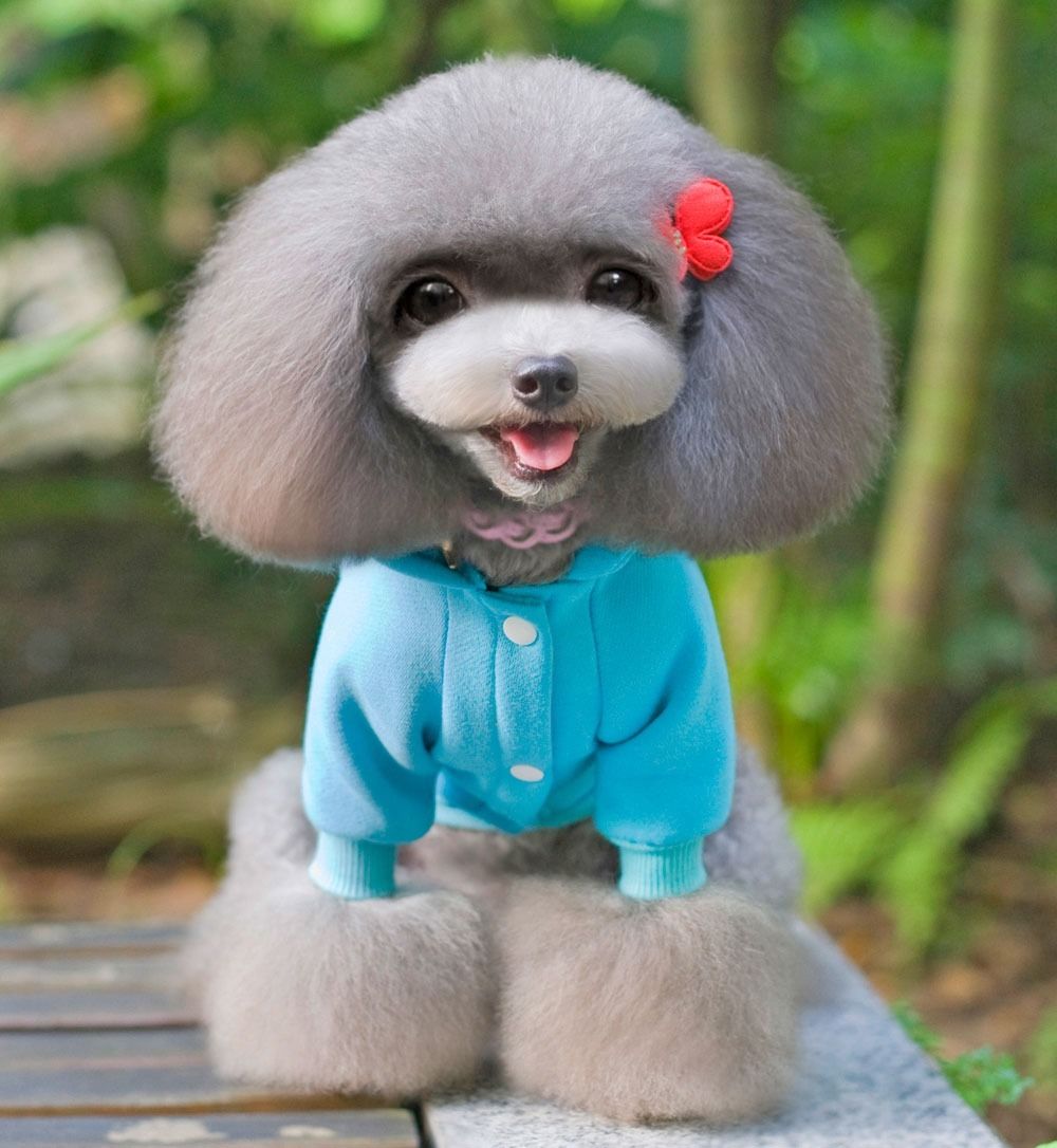 7 color 100 Cotton Coat Sweater Jumper Hoodie Small Boy Girl Dog Clothes SXXL eBay