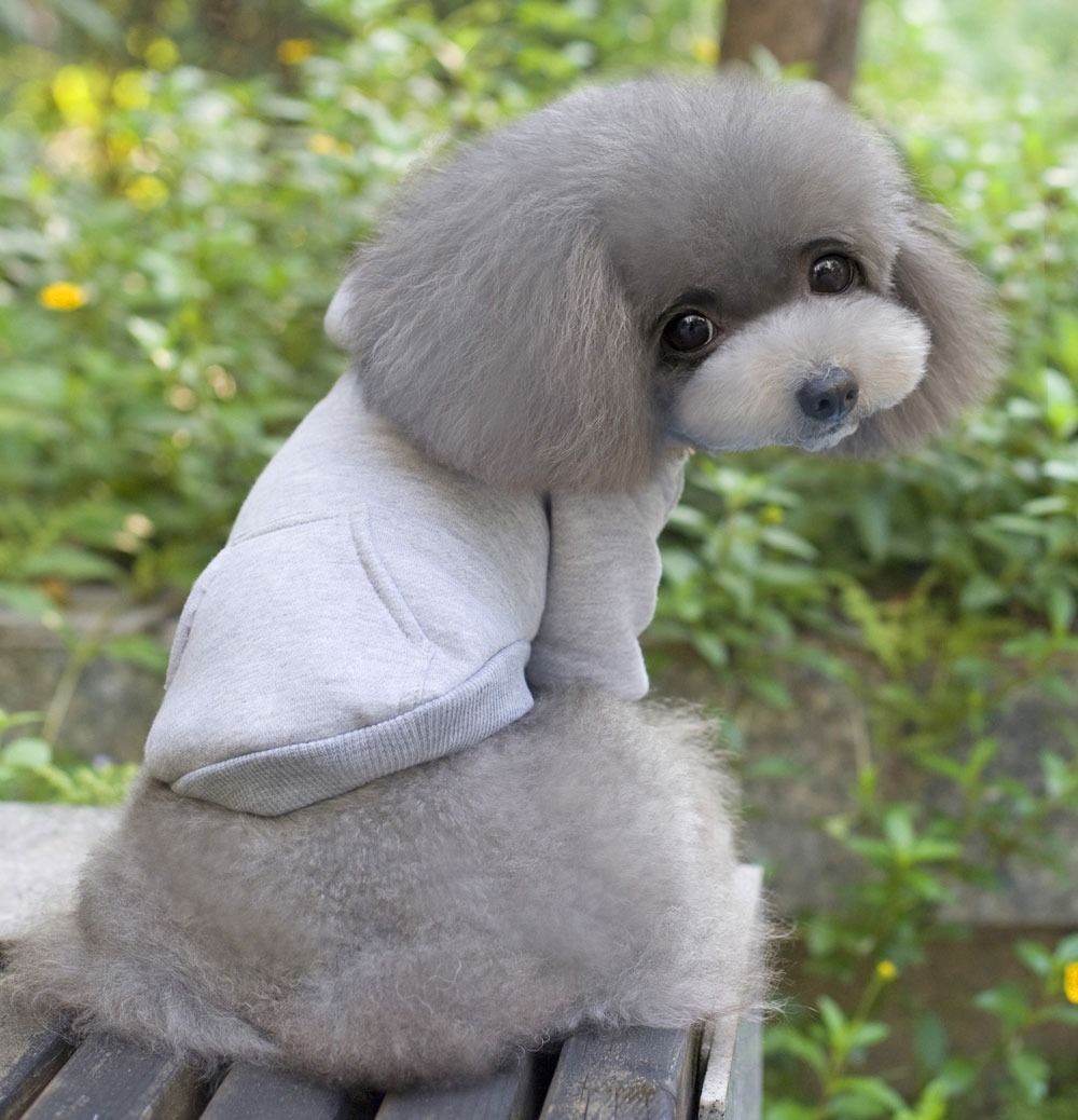 7 color 100 Cotton Coat Sweater Jumper Hoodie Small Boy Girl Dog Clothes SXXL eBay