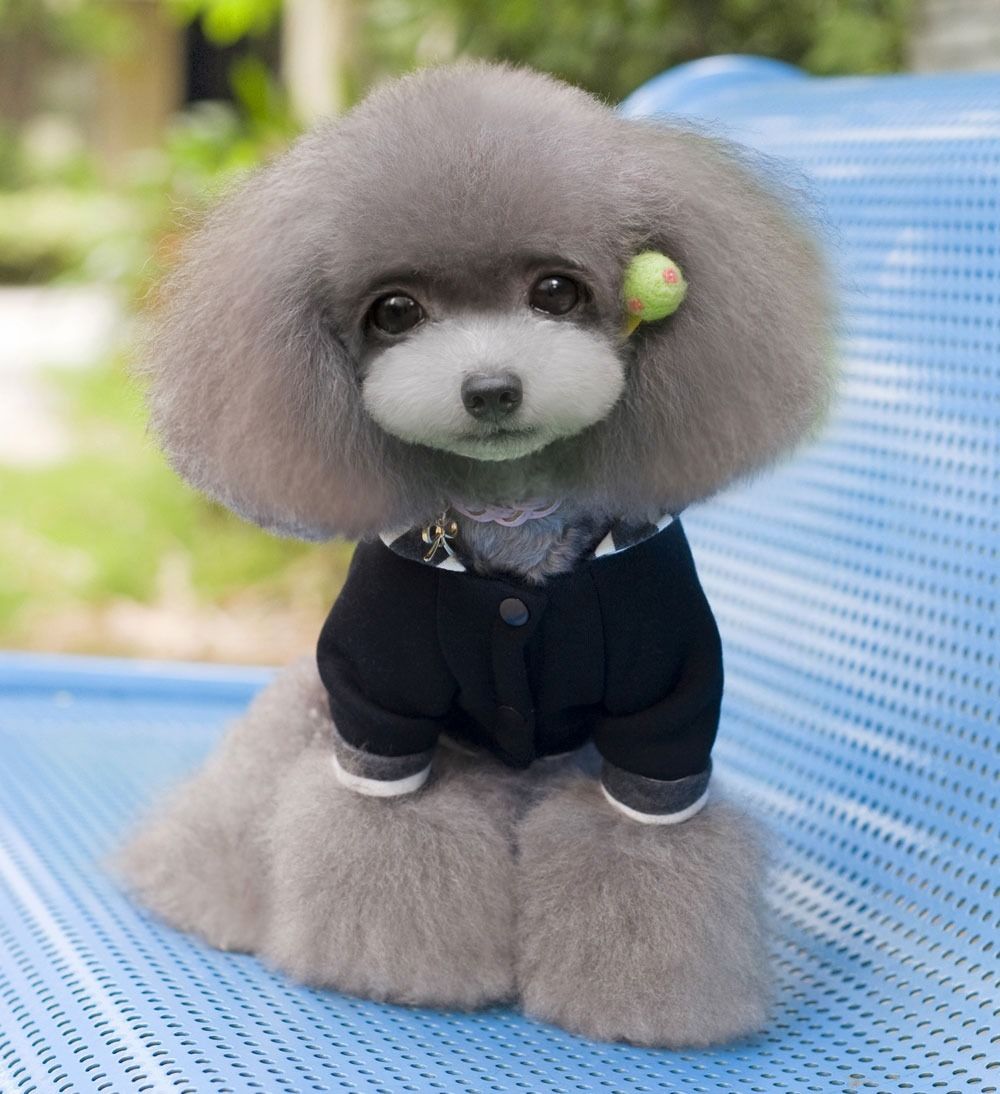 Cotton Striped Hoodie Coat Sweater Jacket Jumper Small Boy Dog Clothes