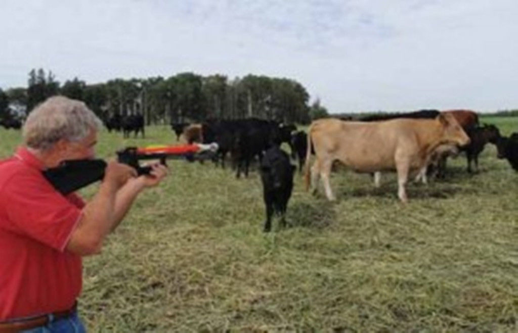 MediDart Crossbow Medicate Livestock Cattle Calves Bulls 40ft Pinkeye