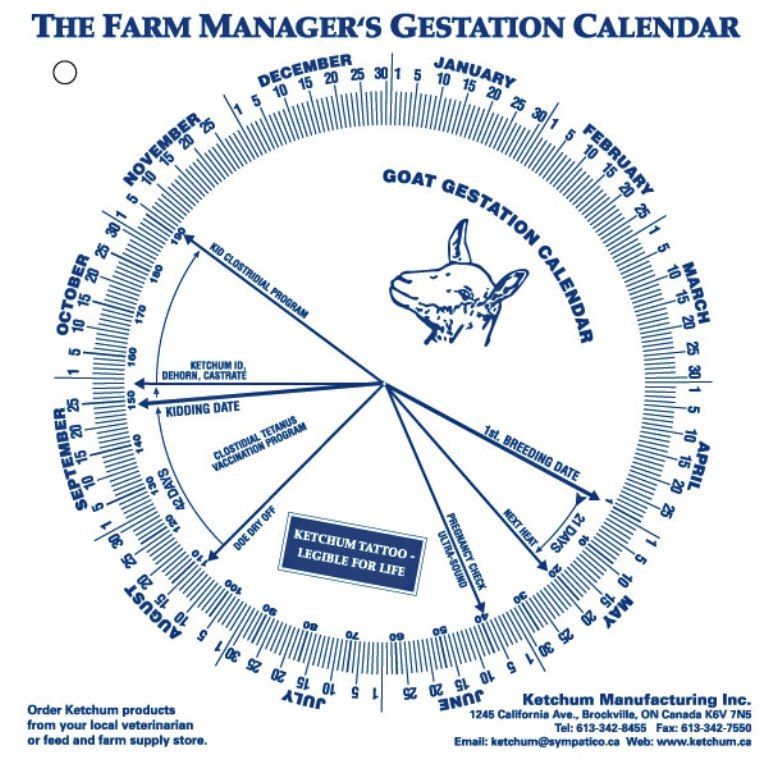 Goat Gestation Calendar Calculate Birth Breeding Conception Birthing Goat Gestation Calendar Calculate Birth Breeding Conception Birthing