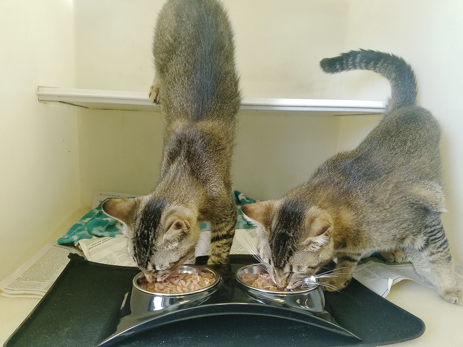 Melamine Raised Cat Food Bowl Melamine Raised Cat Food Bowl