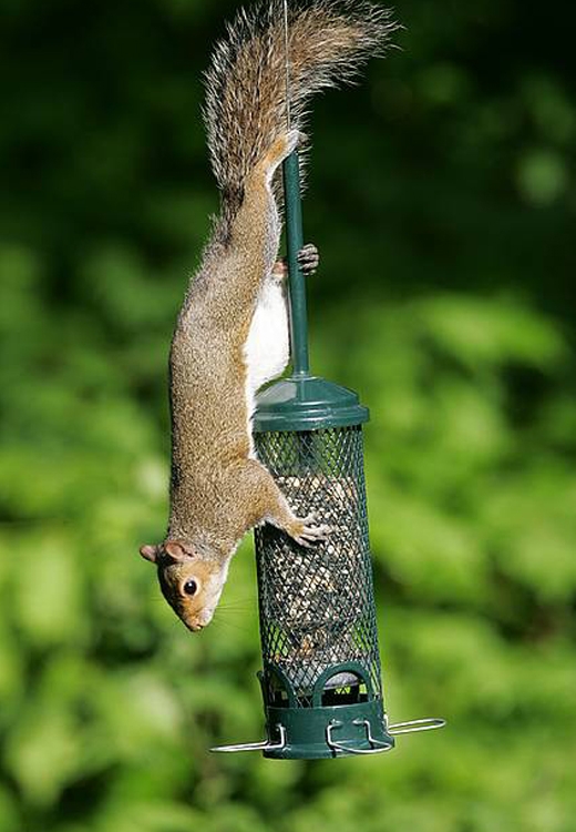 brome squirrel buster mini 1055 squirrel proof bird feeder brome squirrel buster mini 1055 squirrel proof bird feeder