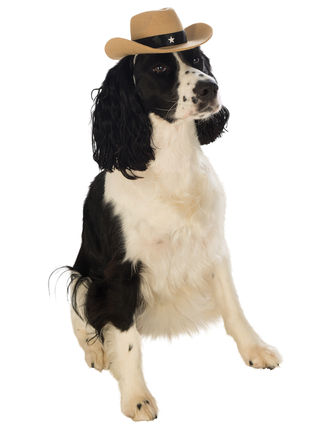 Dog Pet Puppy Western Sheriff Cowboy Hat Brown eBay