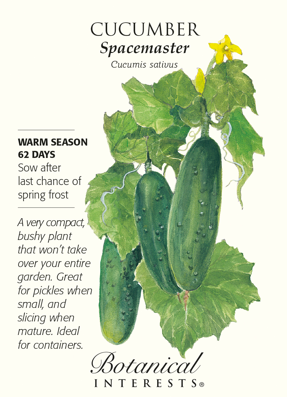 Spacemaster Cucumber Seeds 2 grams eBay