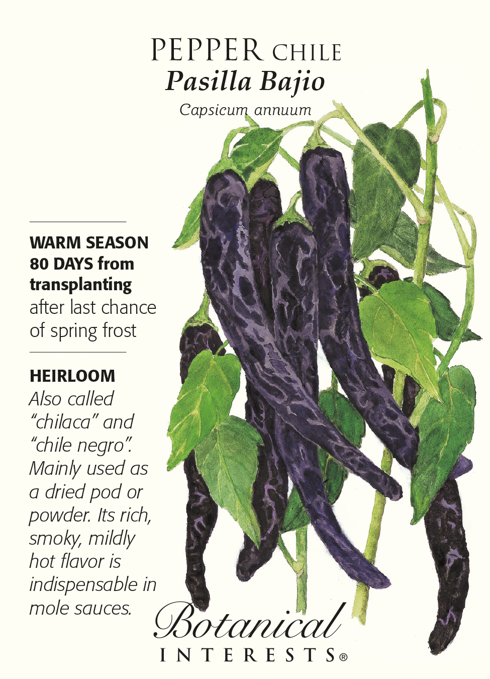 Pasilla Bajio Chile Pepper - 30 Seeds | eBay