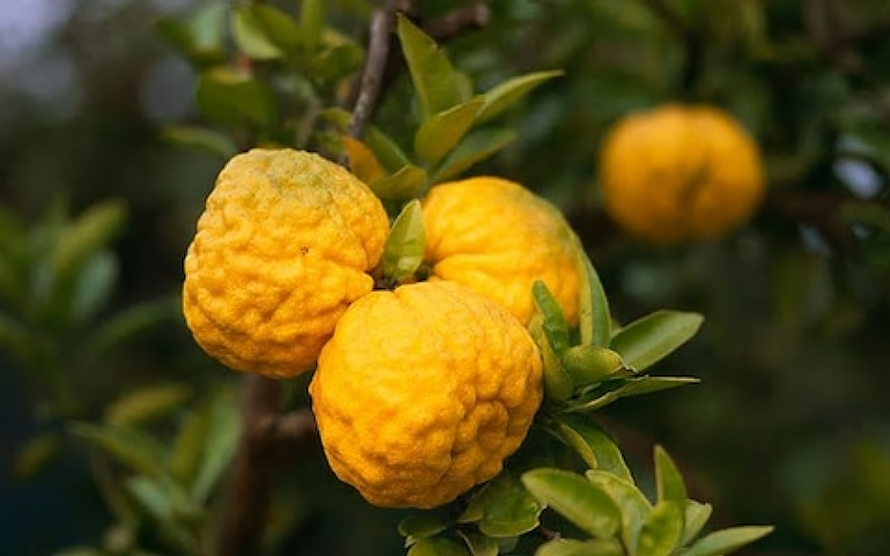 Rare Yuzu Citrus Tree Indoors/Out No Ship to Tx,Fl,Az,Ca,La,Hi 5