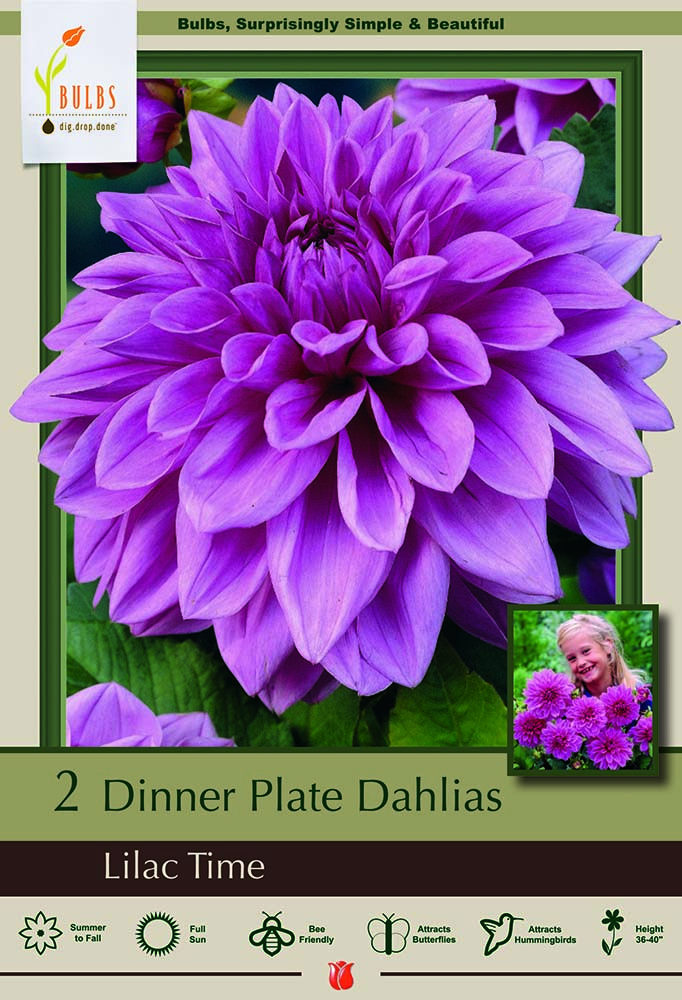 Fantastic Flower Bonsai Really Illusion Dinnerplate Cacti Dahlia Bulb Clumps