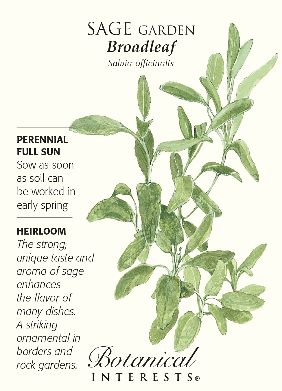 Sage 200 seeds Certified Organic Seed USA GROWN Salvia Officinalis