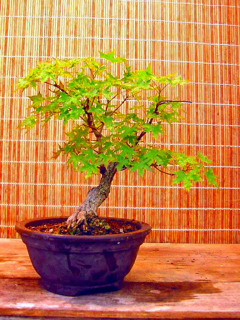 Chinese Maple Bonsai 10 Seeds Acer truncatum eBay