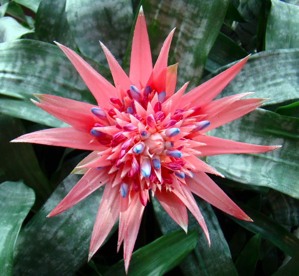 Pink Vase Plant Great Houseplant 6" Pot Aechmea