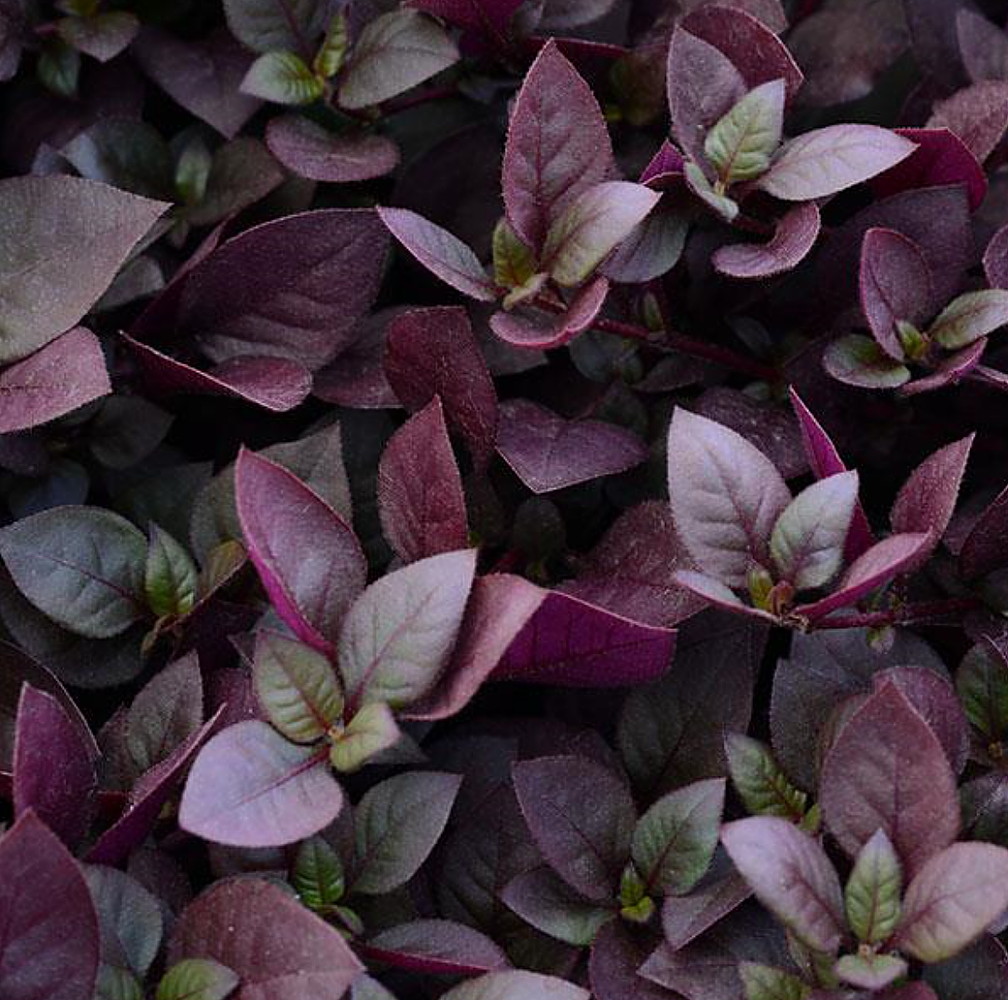 Biblical Purple St. Joseph�s Coat Plant Alternanthera