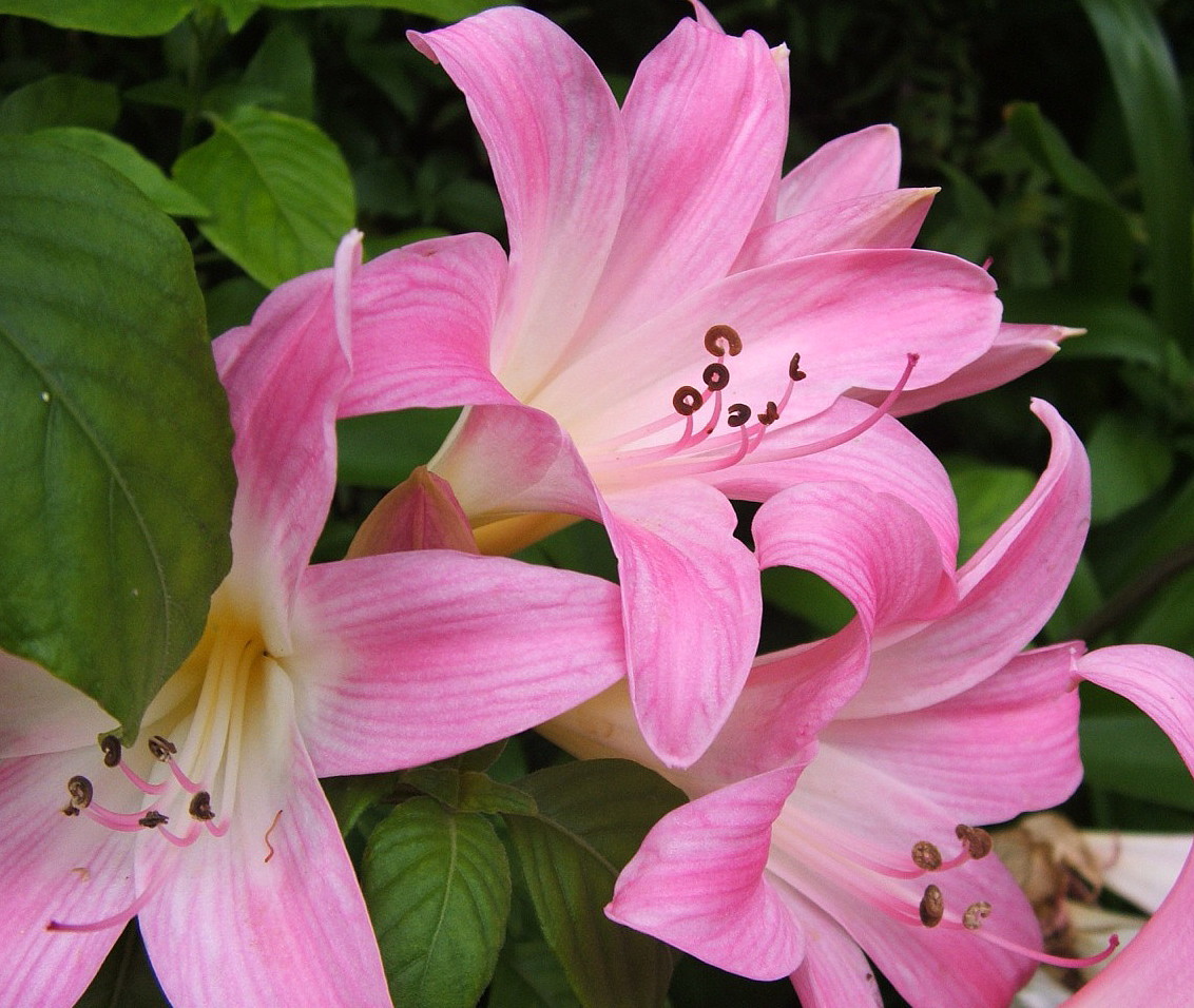 Rosy Pink Belladonna Lily Amaryllis Jersey Lily 24/26cm Bulbs eBay