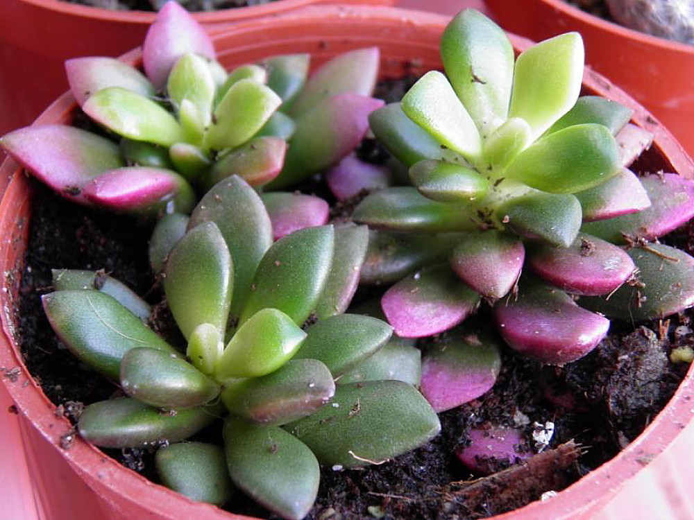 Lost Love Succulent Plant - Anacampseros rufescens variegata - 2" Pot | eBay
